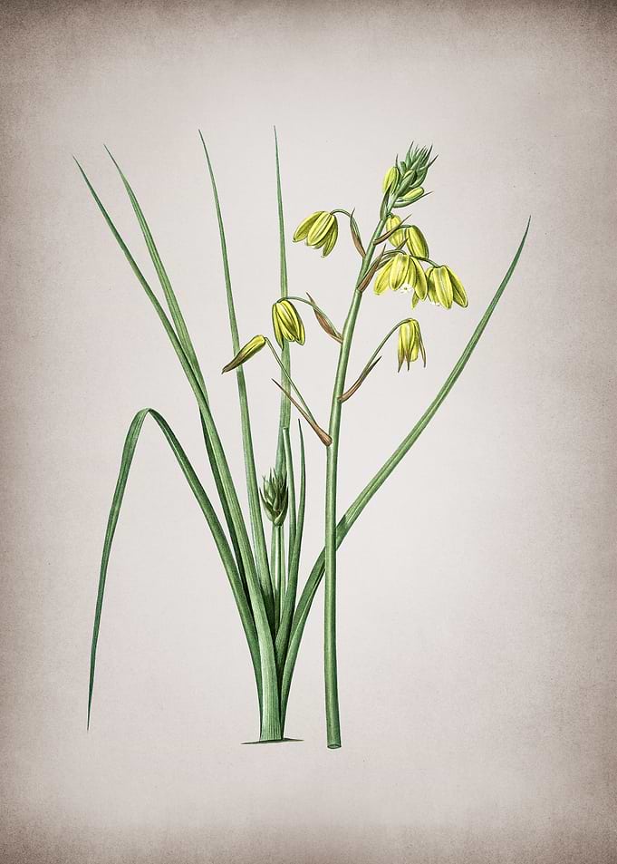 Vintage Slime Lily