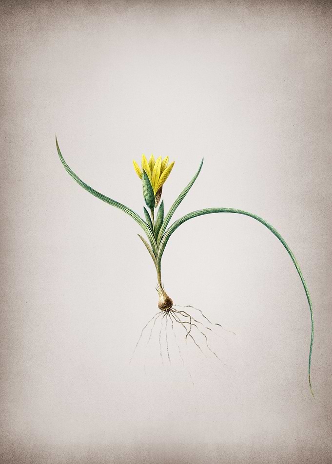 Vintage Ixia Recurva
