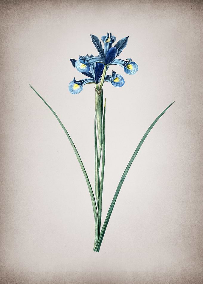 Vintage Spanish Iris