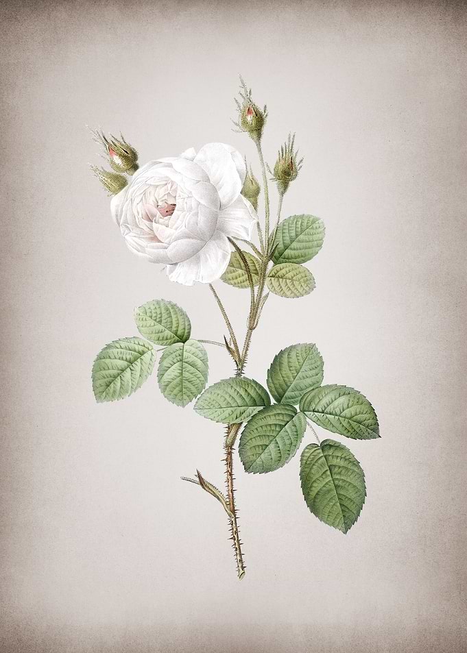 White Misty Rose