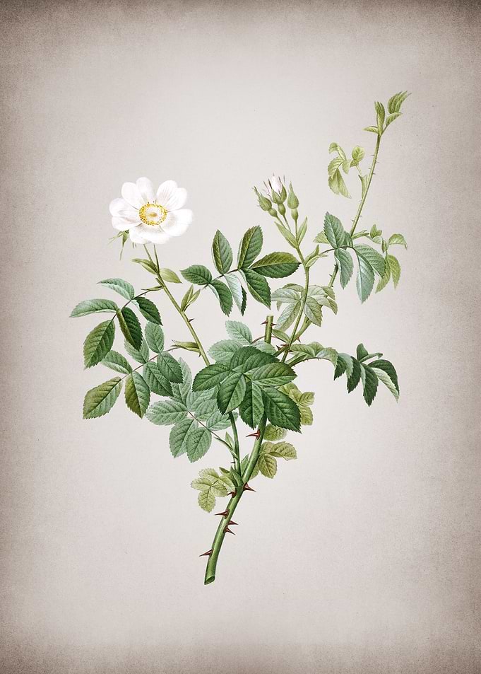 White Downy Rose