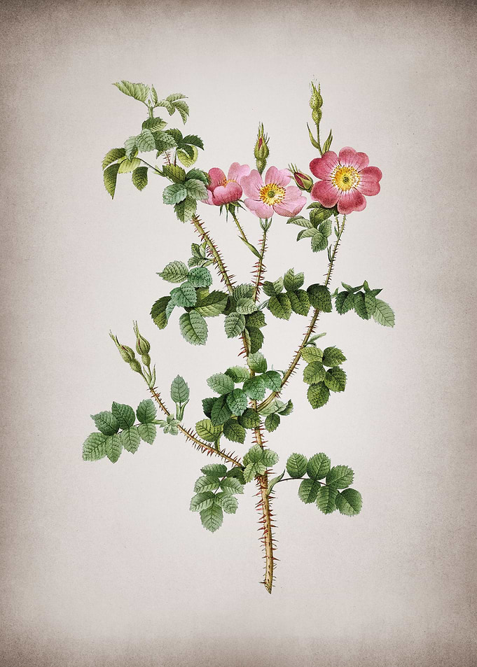 Prickly Sweetbriar Rose