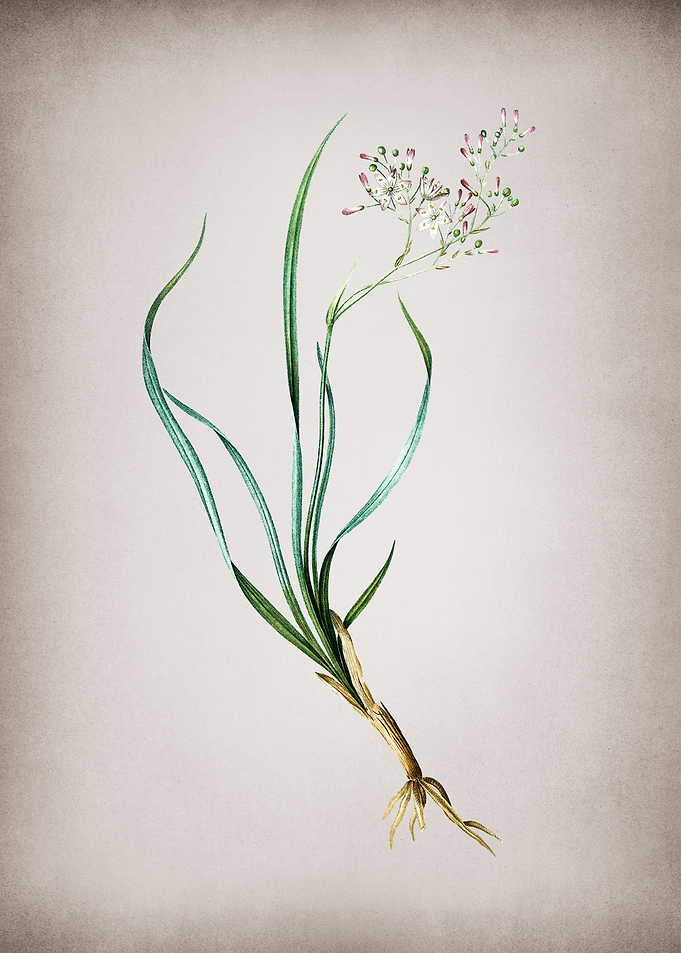 Vintage Phalangium Bicolor