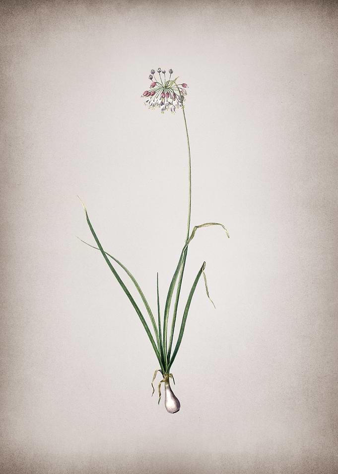 Vintage Nodding Onion