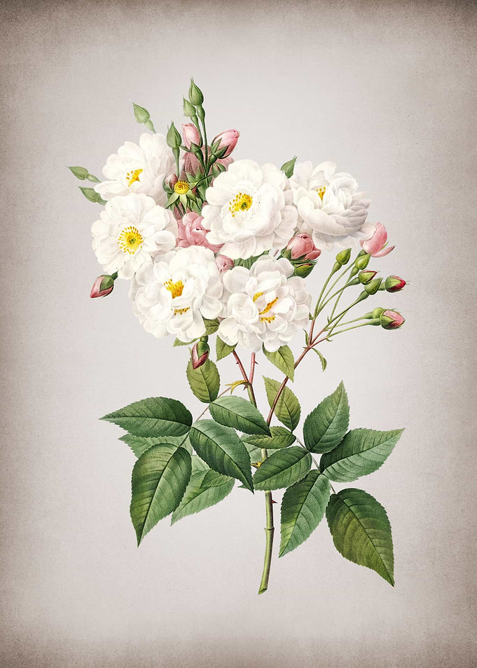Vintage Noisette Roses
