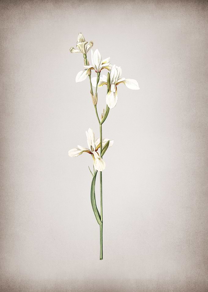 Vintage Siberian Iris