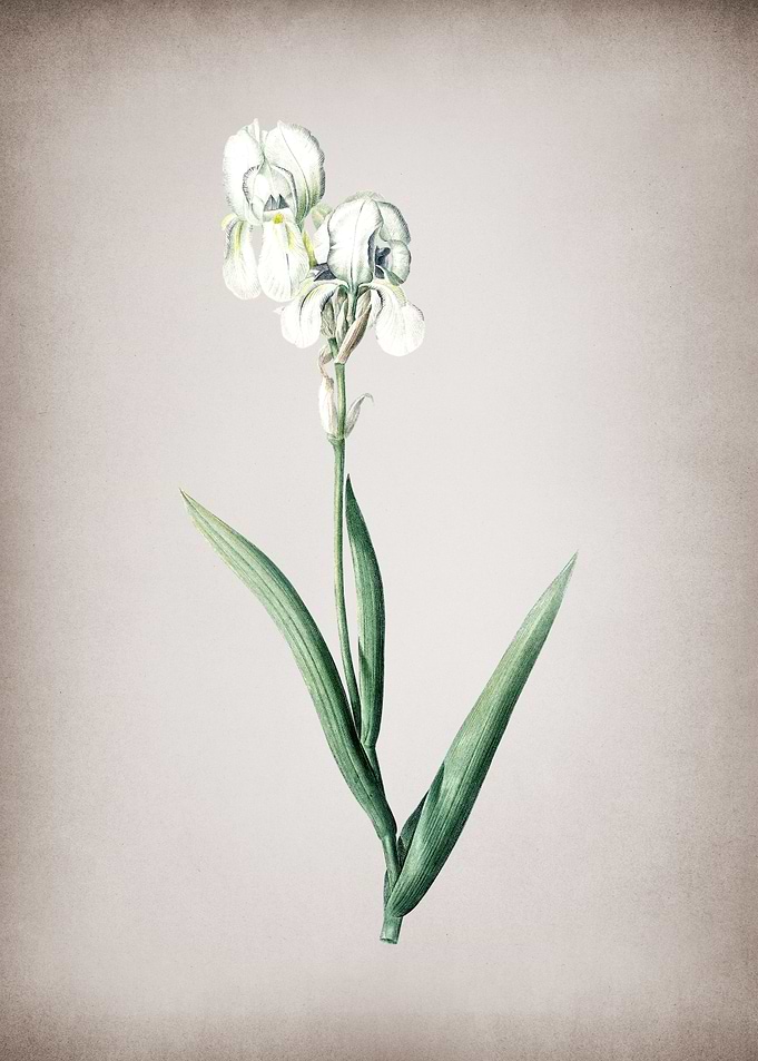 Tall Bearded Iris