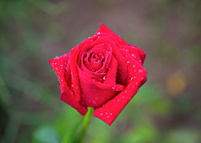 Rose 29