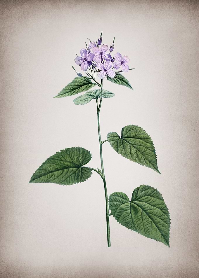 Morning Glory Flower
