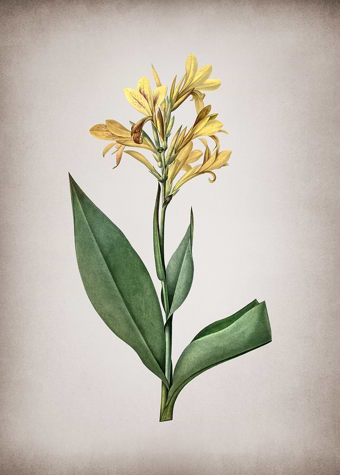 Water Canna