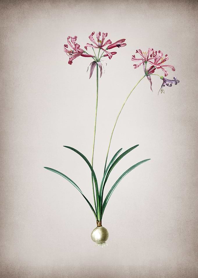 Vintage Nerine