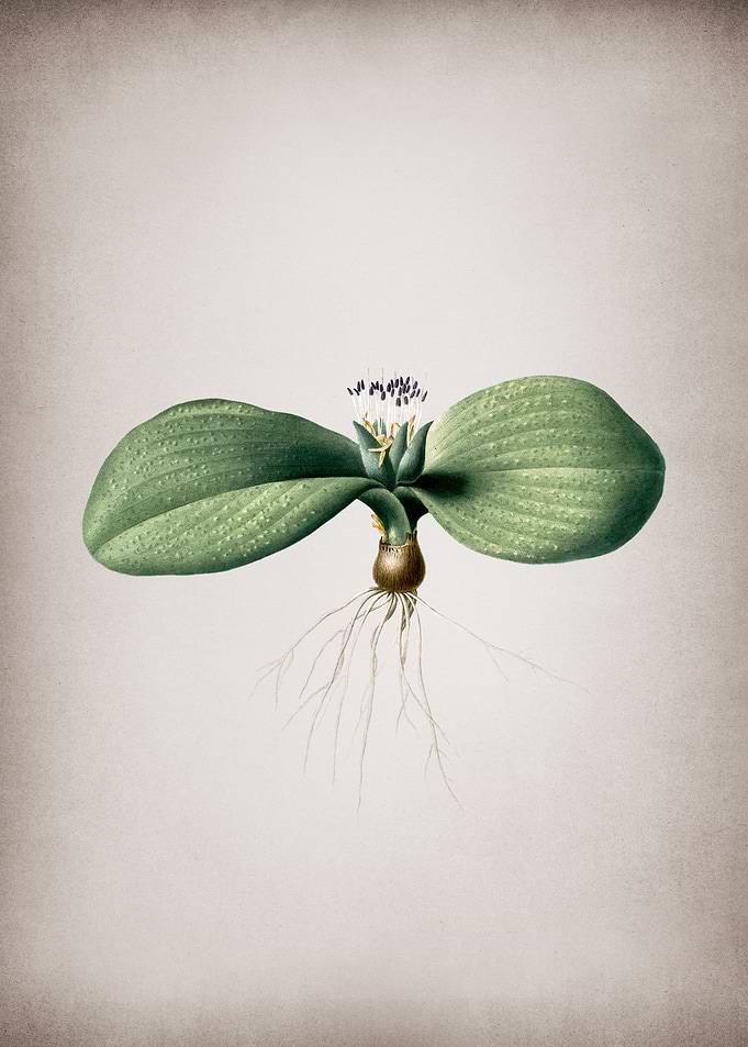 Vintage Massonia Pustulata