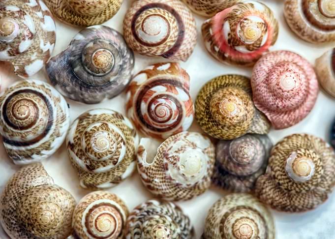 Shells