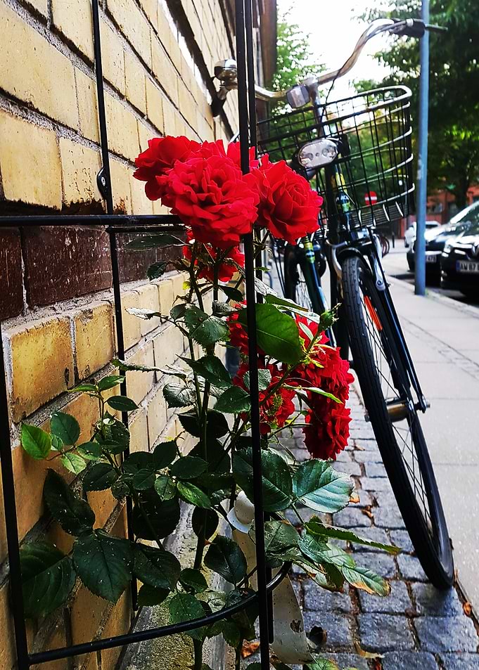 Parked Roses