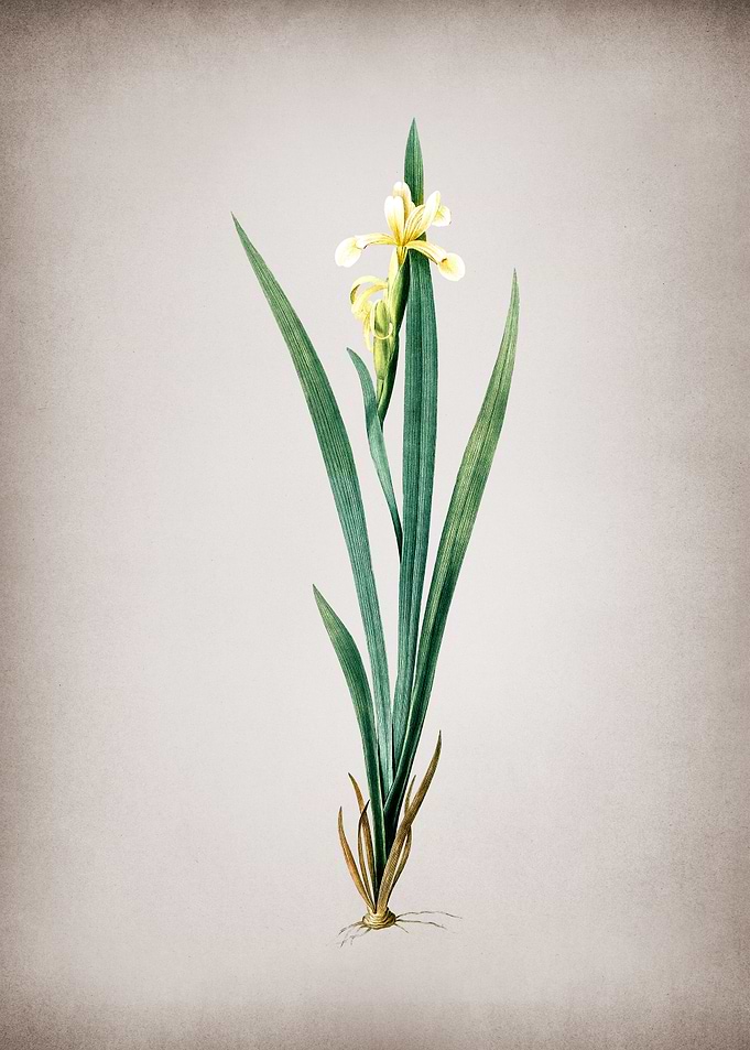 Yellow Banded Iris