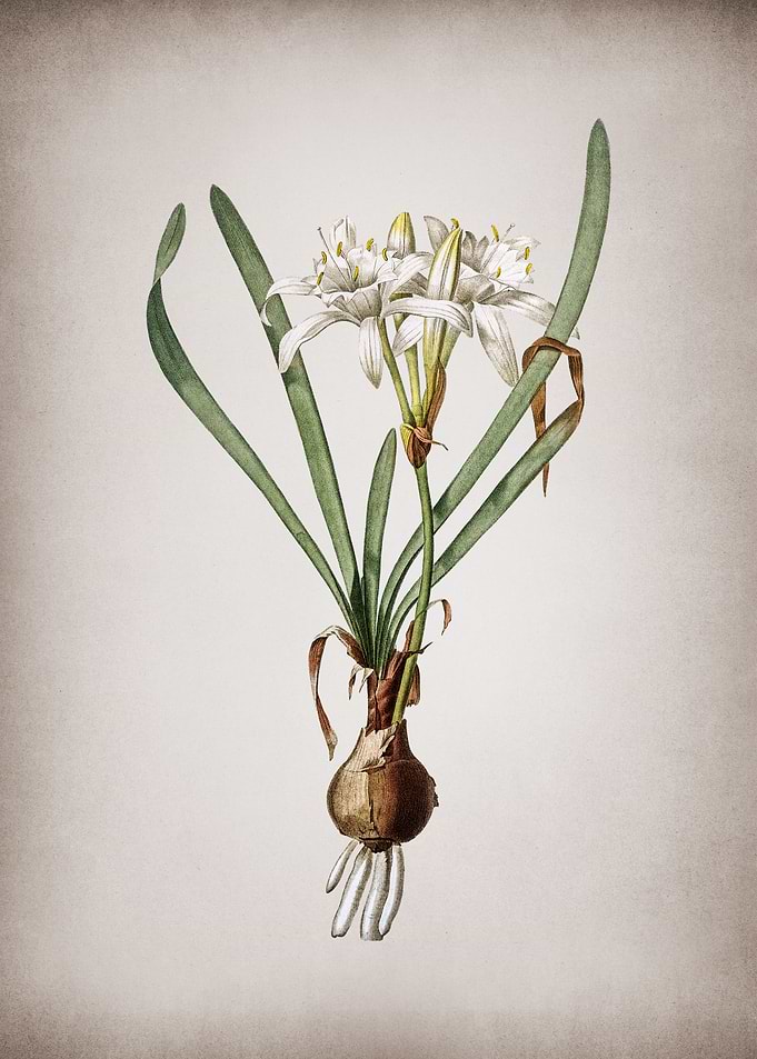 Vintage Sea Daffodil