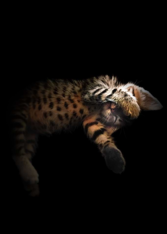 Kitten Theo