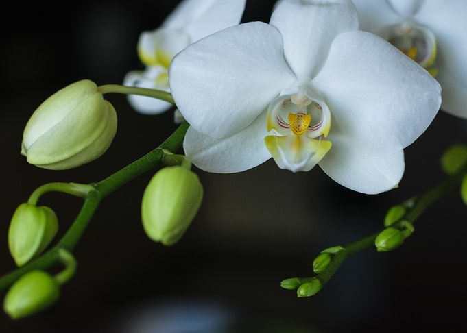 White orchid