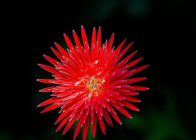 Flower 20