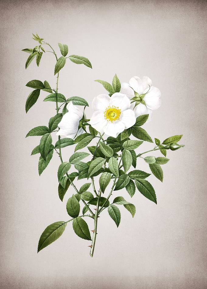 White Rose of Snow