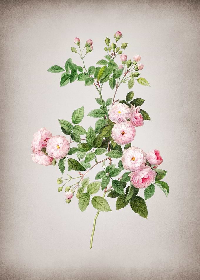 Vintage Pink Baby Roses
