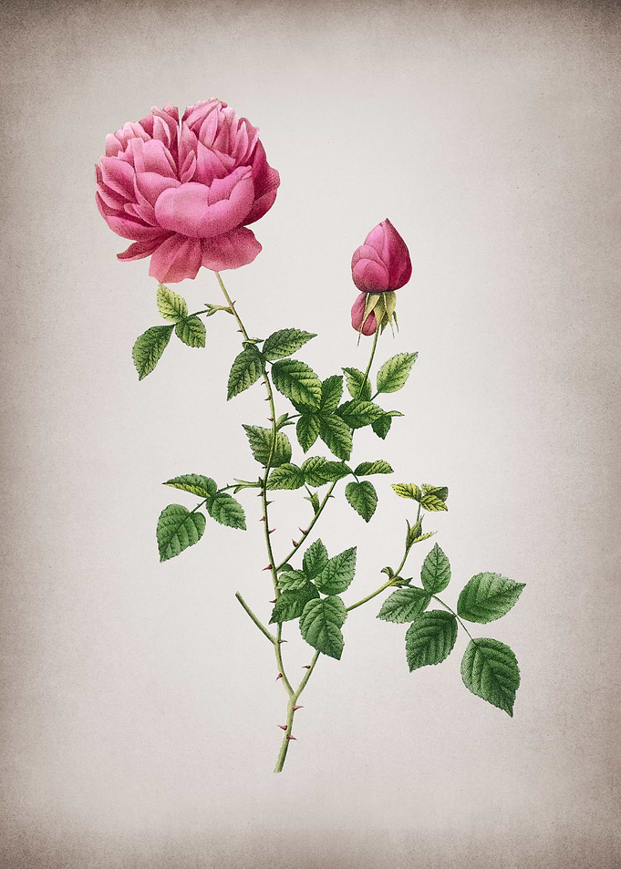 Pink Autumn China Rose