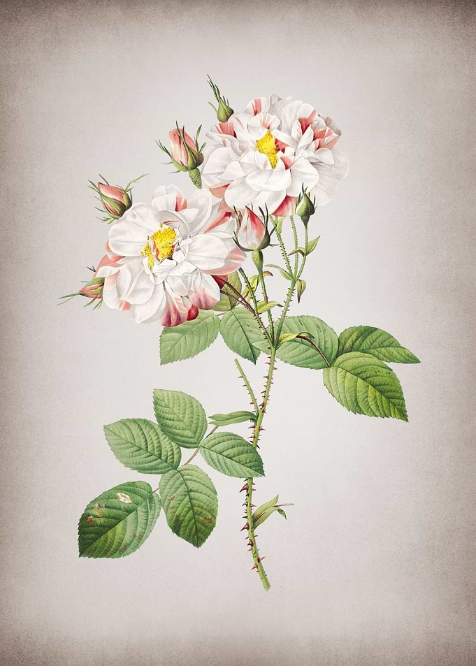 White Damask Rose