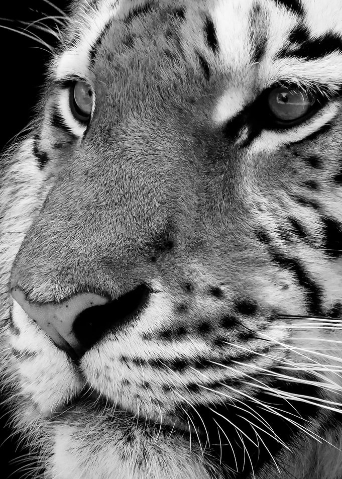 Tiger Face