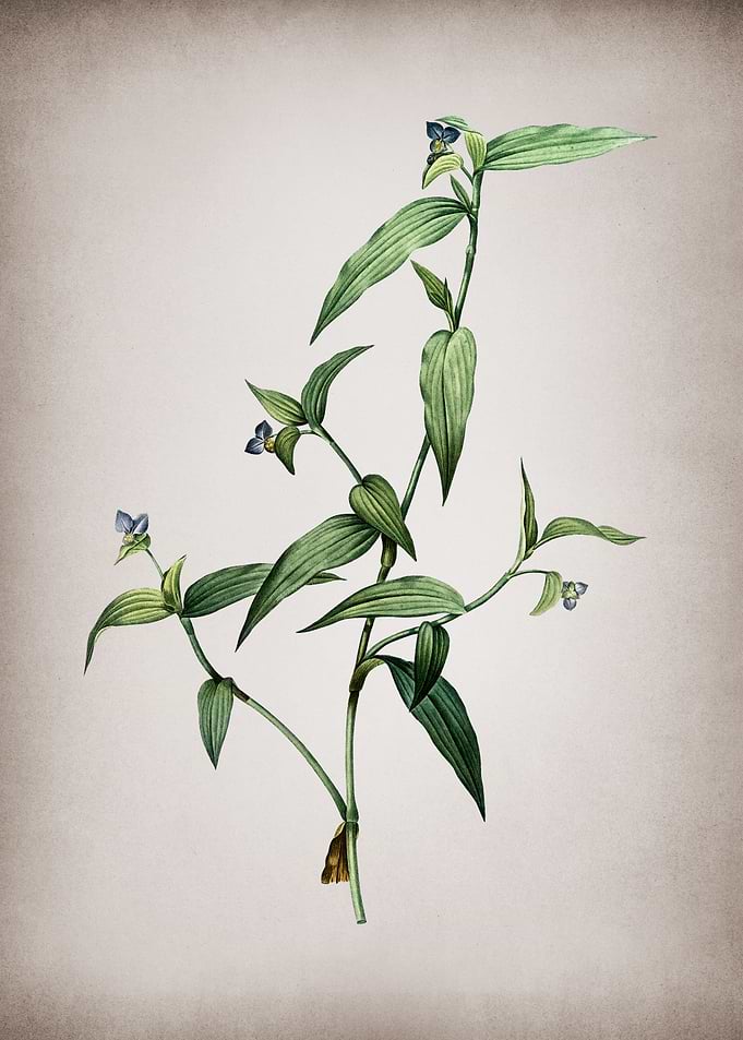 Tagblume