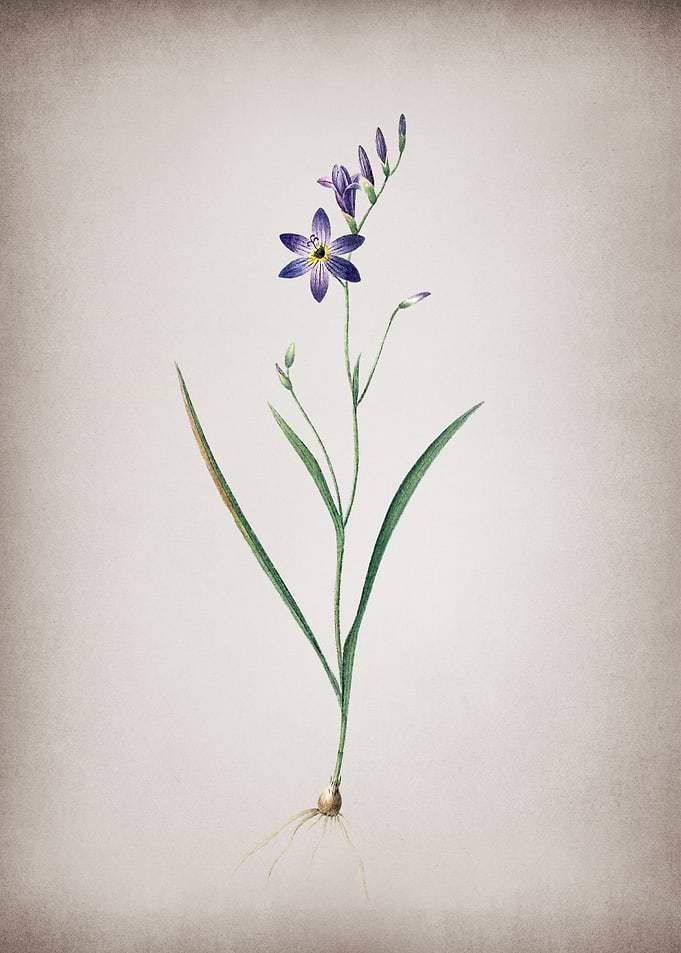 Vintage Ixia Secunda