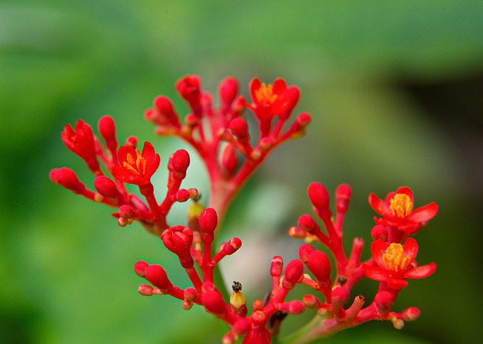 Flower 16
