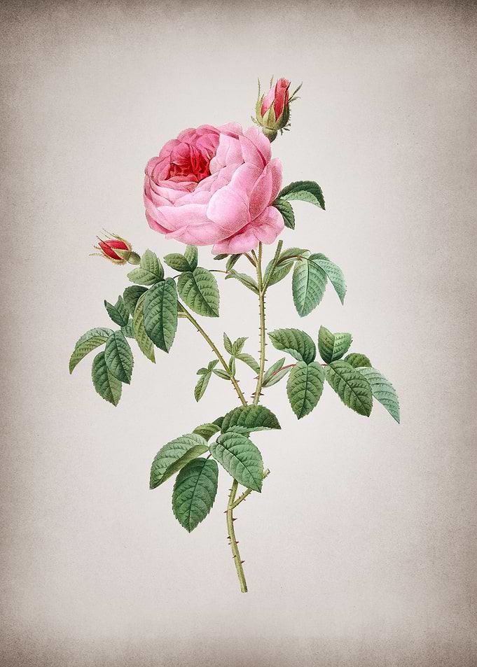 Provence Rose Bloom