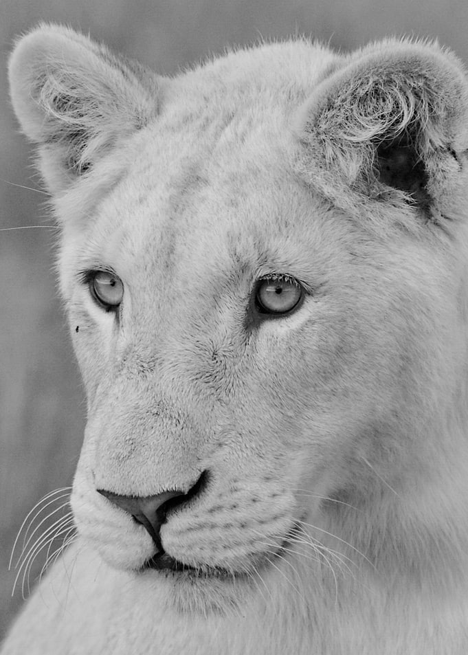 Young White Lion 7167
