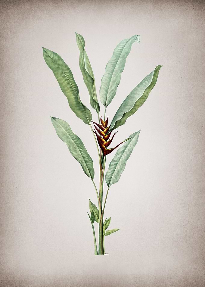 Vintage Parrot Heliconia