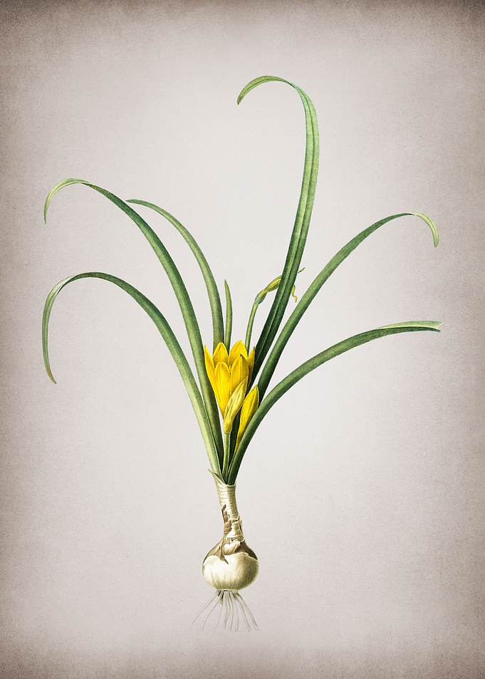 Yellow Autumn Crocus