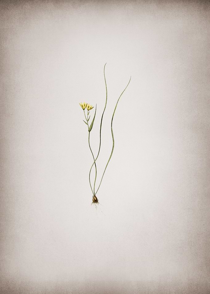 Ornithogalum Spathaceum