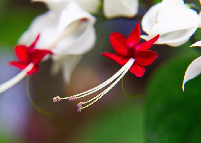 Flower 15