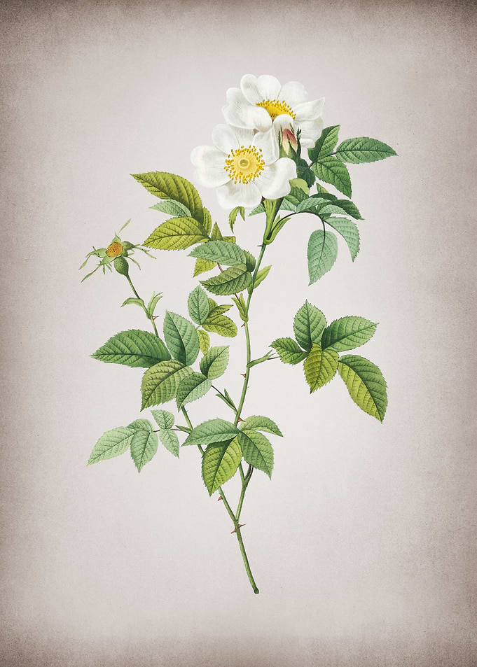 Vintage White Anjou Roses