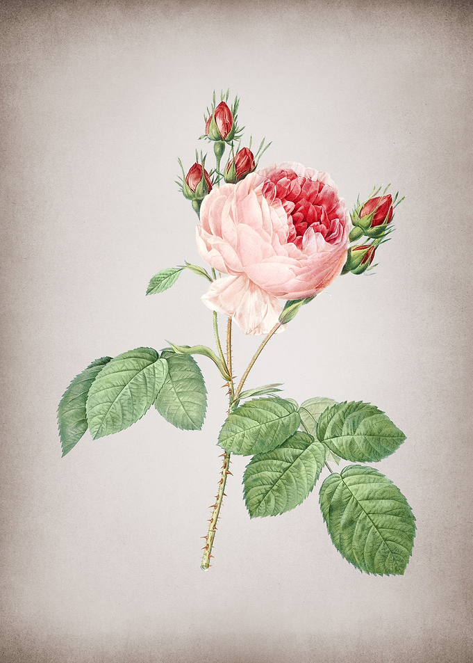 Vintage Pink Cabbage Rose