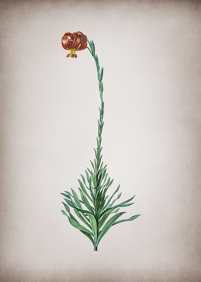 Scarlet Martagon Lily