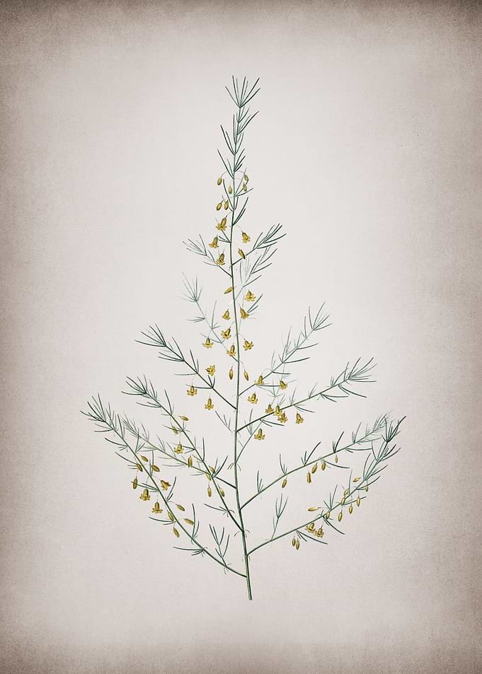 Vintage Sea Asparagus