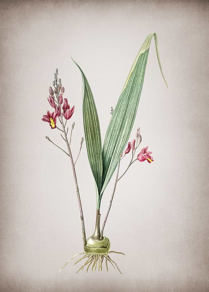Vintage Pine Pink