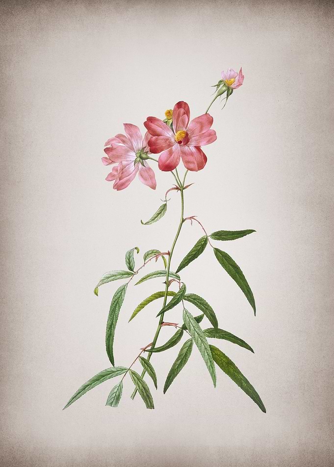 Vintage Peach Leaved Rose