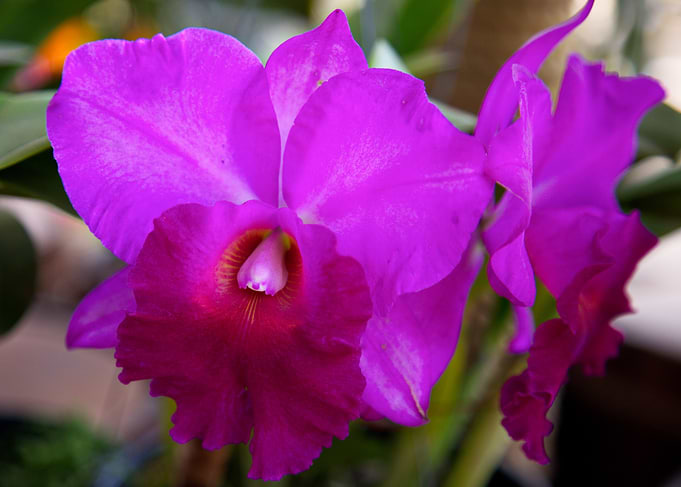 Orchid 6