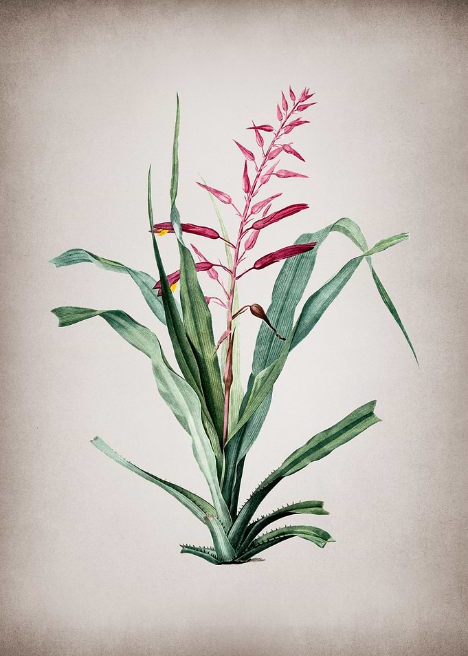 Pitcairnia Bromeliaefolia