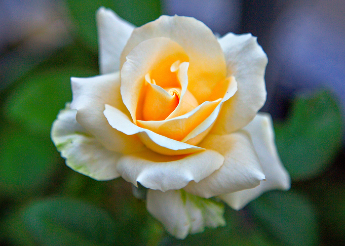 Rose 28