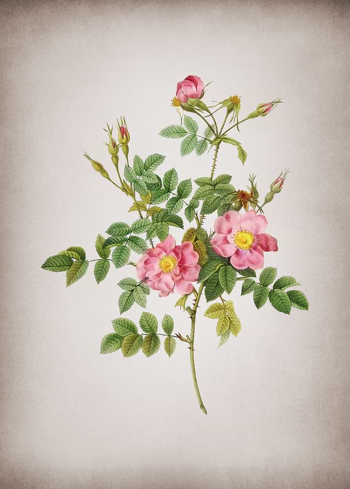 Pink Rosebush Bloom