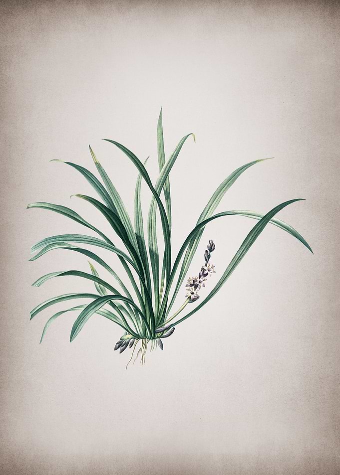 Sansevieria Carnea