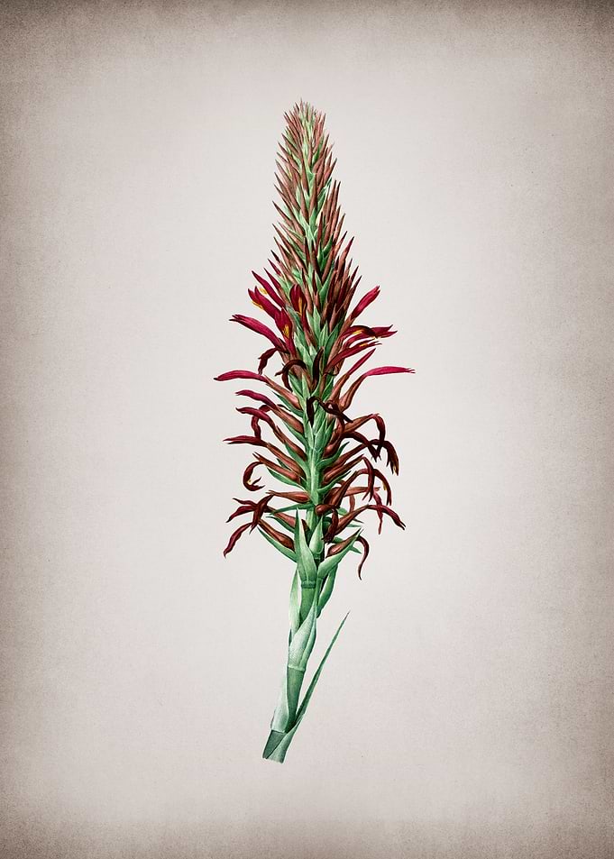 Pitcairnia Latifolia