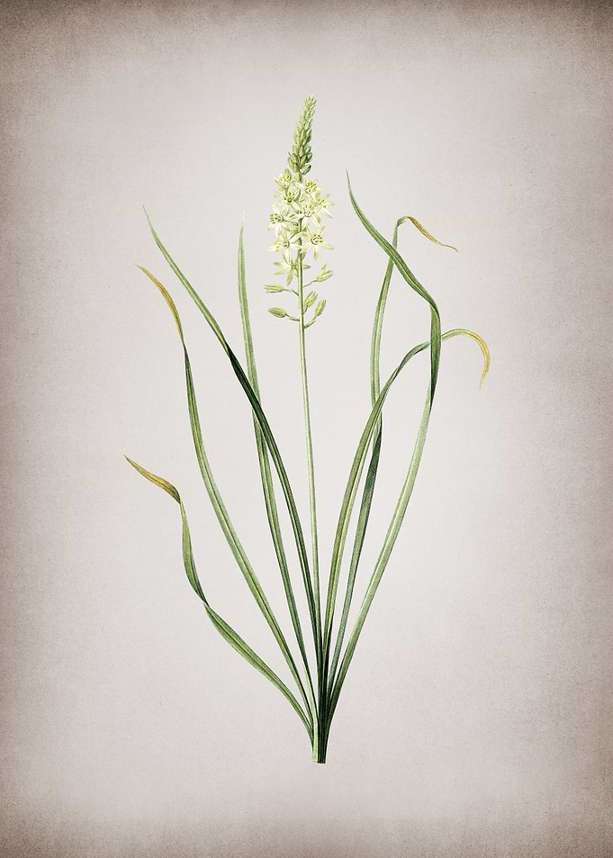 Wild Asparagus